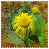 金沸草提取物金沸草粉