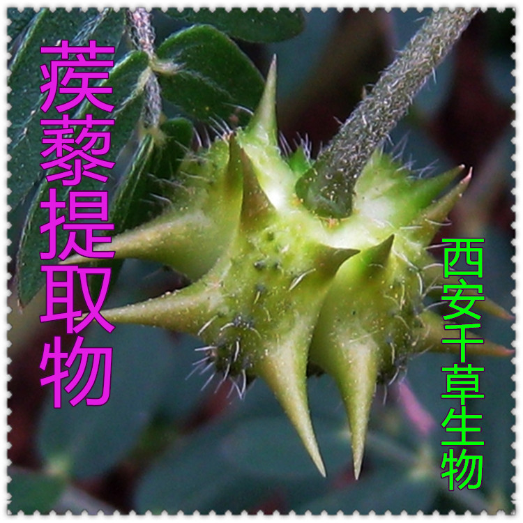 蒺藜提取物