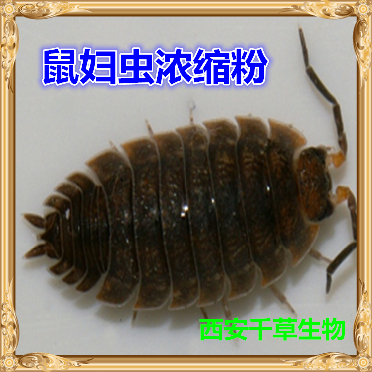 鼠妇浓缩粉