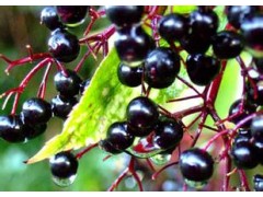 Elderberry Extract Powder