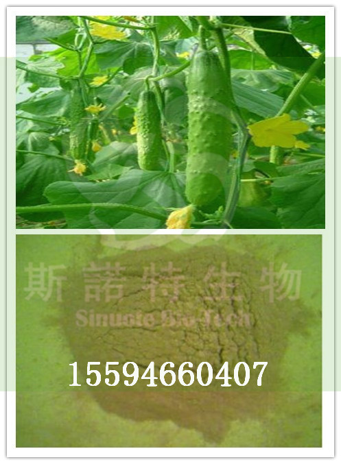 黄瓜粉厂家直供斯诺特生物