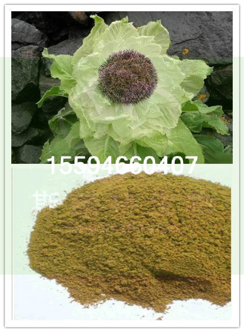 雪莲粉厂家直供斯诺特生物