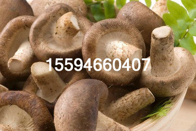 t015ee885375182bf83_2