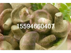 香菇粉菌粉厂家直供斯诺特生物