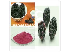 黑莓粉水果粉厂家直供斯诺特生物