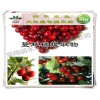 植物提取物厂家供应-蔓越莓提取物原花青素 30%