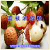 荔枝核提取物全水溶