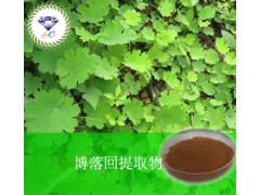 博落回提取物 现货 价格