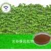 常春藤提取物 84650-18-0  厂家直销