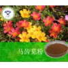 马齿苋粉  现货供应  厂家直销