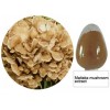 Grifola frondosa extract