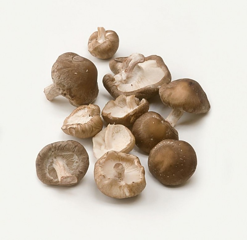 Shiitake mushroom extract