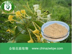 金银花提取物  厂家直销  现货供应