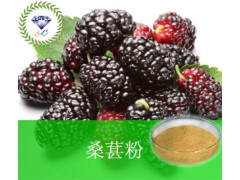 桑葚粉  现货供应