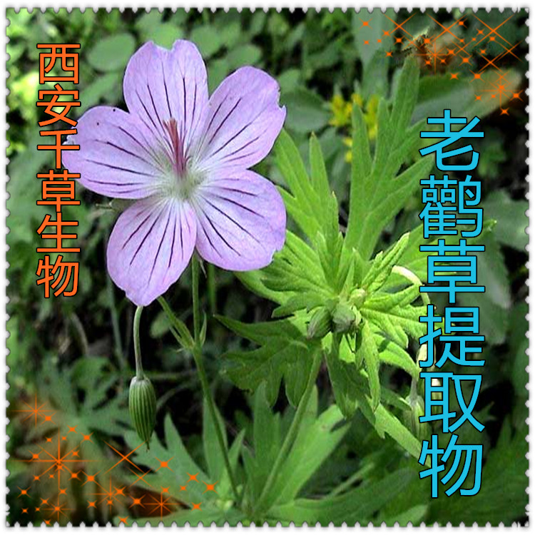 老鹳草提取物