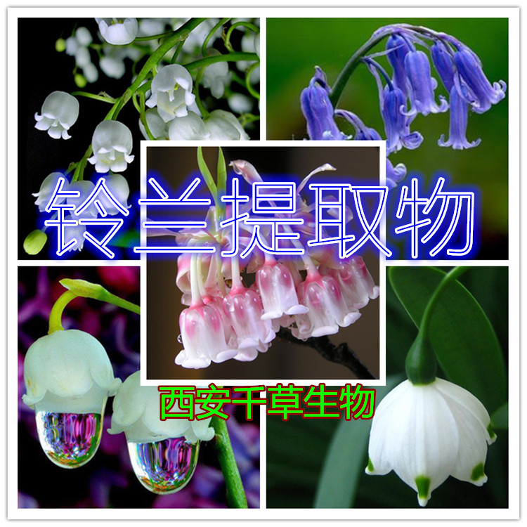 铃兰提取物