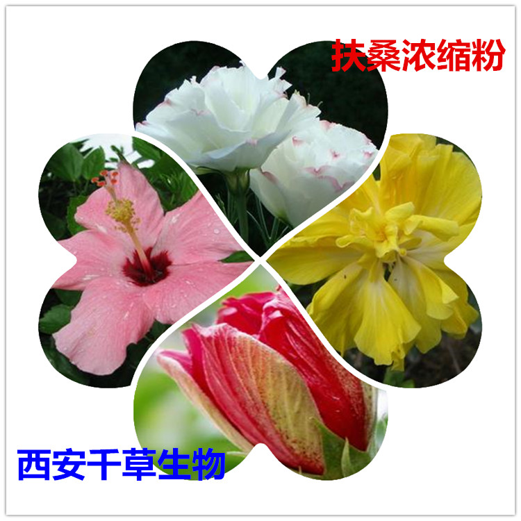 扶桑浓缩粉