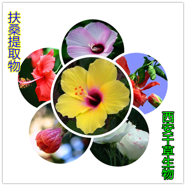 扶桑提取物
