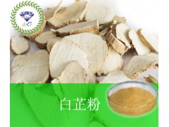 白芷粉  现货供应 厂家直销