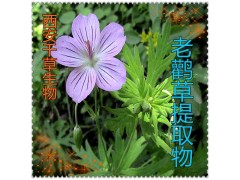 老鹳草浓缩粉水溶粉