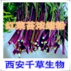 红菜苔提取物水溶粉