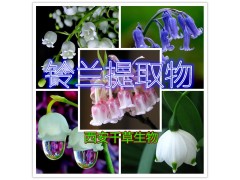 铃兰提取物水溶粉