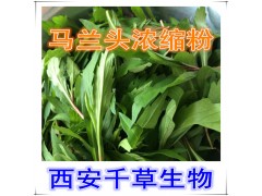 马兰头提取物水溶粉