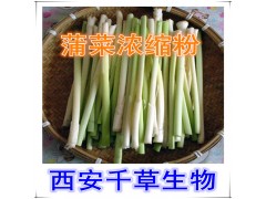 蒲菜提取物水溶粉