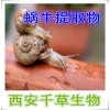 毛豆提取物水溶粉