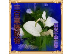 三白草提取物水溶粉