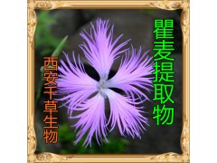 瞿麦提取物水溶粉