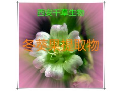 冬葵果提取物水溶粉