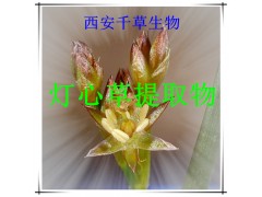 灯心草提取物水溶粉