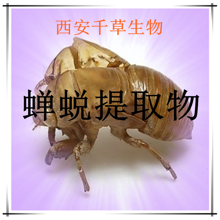 蝉蜕提取物水溶粉