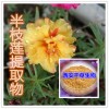 半枝莲提取物 半枝莲浓缩粉 半枝莲水溶粉