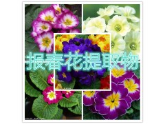 报春花提取物水溶粉