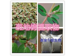 斑地锦提取物水溶粉