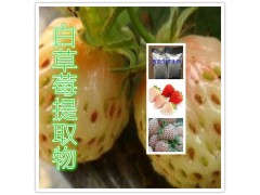 白草莓提取物水溶粉