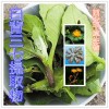 白背三七提取物水溶粉