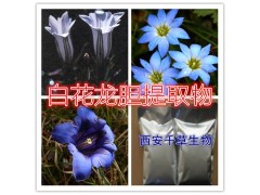 白花龙胆提取物水溶粉