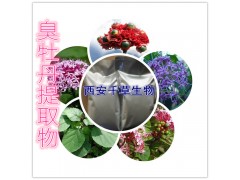 臭牡丹提取物水溶粉