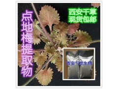 点地梅提取物水溶粉