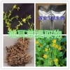 狗屎豆原粉