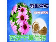 紫花地丁提取物水溶粉