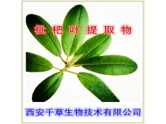 枇杷叶提取物水溶粉