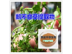 鹅不食草提取物水溶粉
