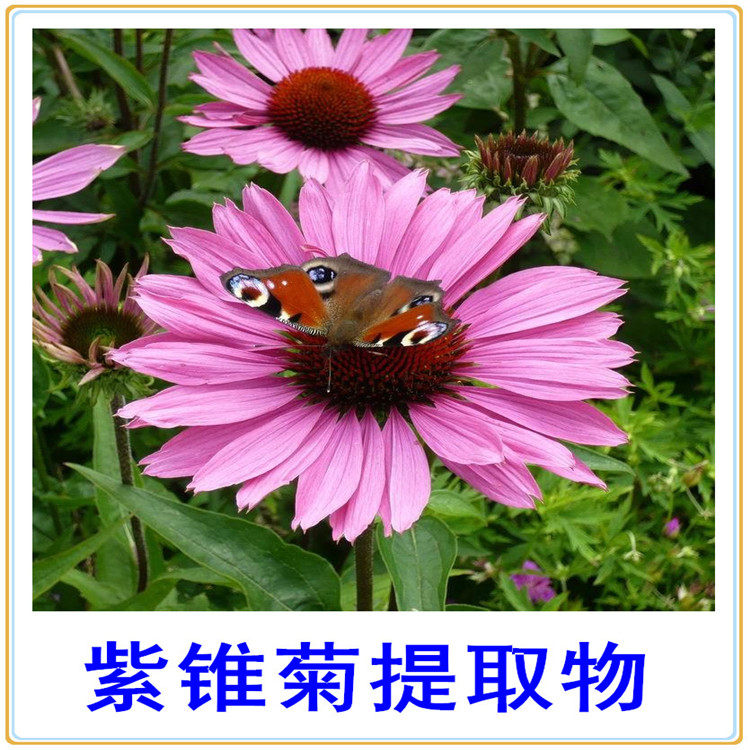 鸡盹皮提取物原粉