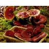Ganoderma Lucidum Extract