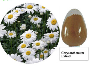 Natural Chrysanthemum Extract