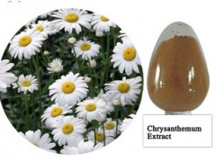 Natural Chrysanthemum Extract
